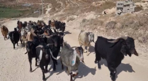 The Shepherd of Ma’ale Tidhar Returns From Grazing.