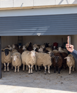 Stolen Sheep from Chesed L’Avraham Farm Found Hidden in Arab Parking Garage